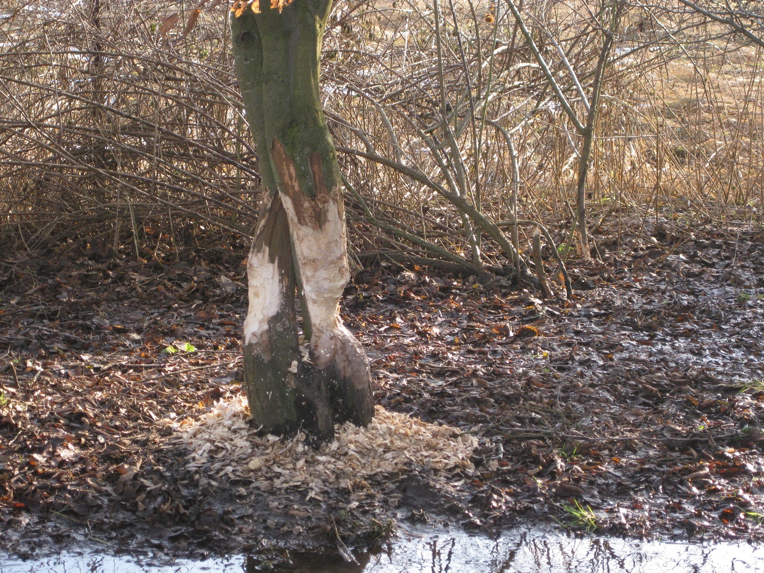 Beaver feeding trails