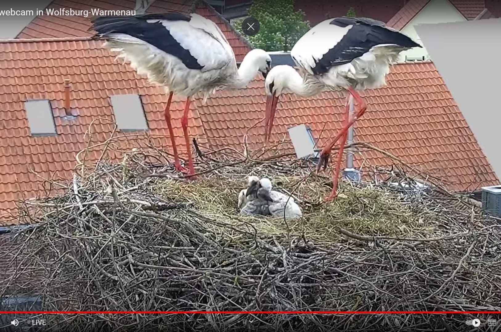 Stork nest in Wolfsburg-Warmenau