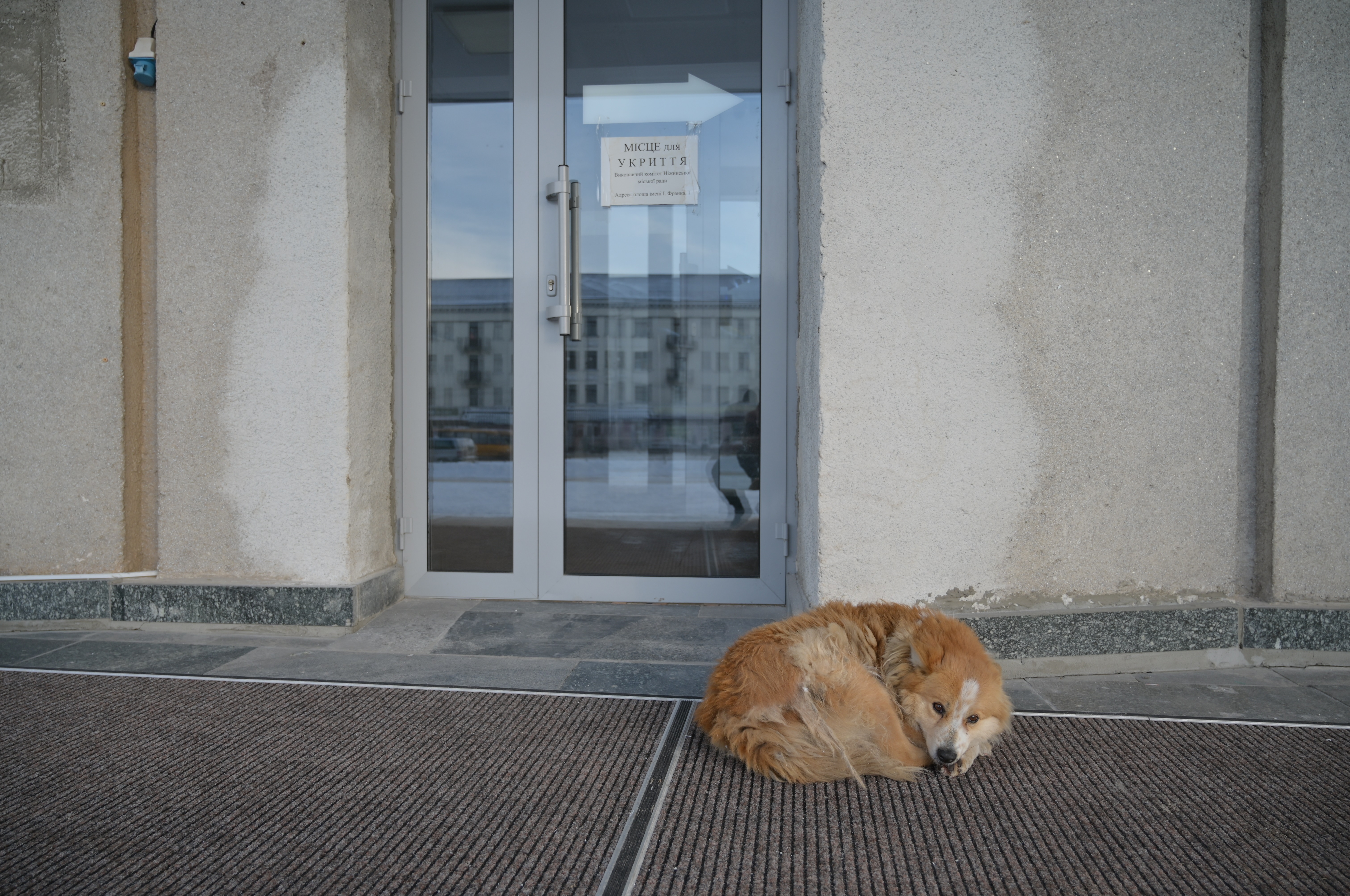 Ein Straßenhund liegt vor einer verschlossenen Tür