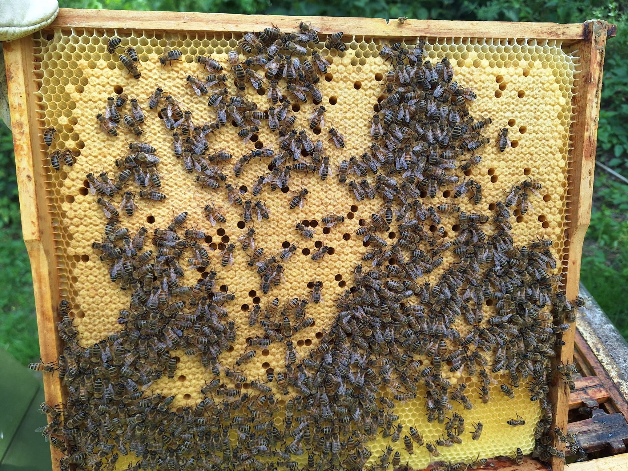 Die Bienen sind los – Einblicke in eine Bienenwabe. Foto: Sonja Hörig