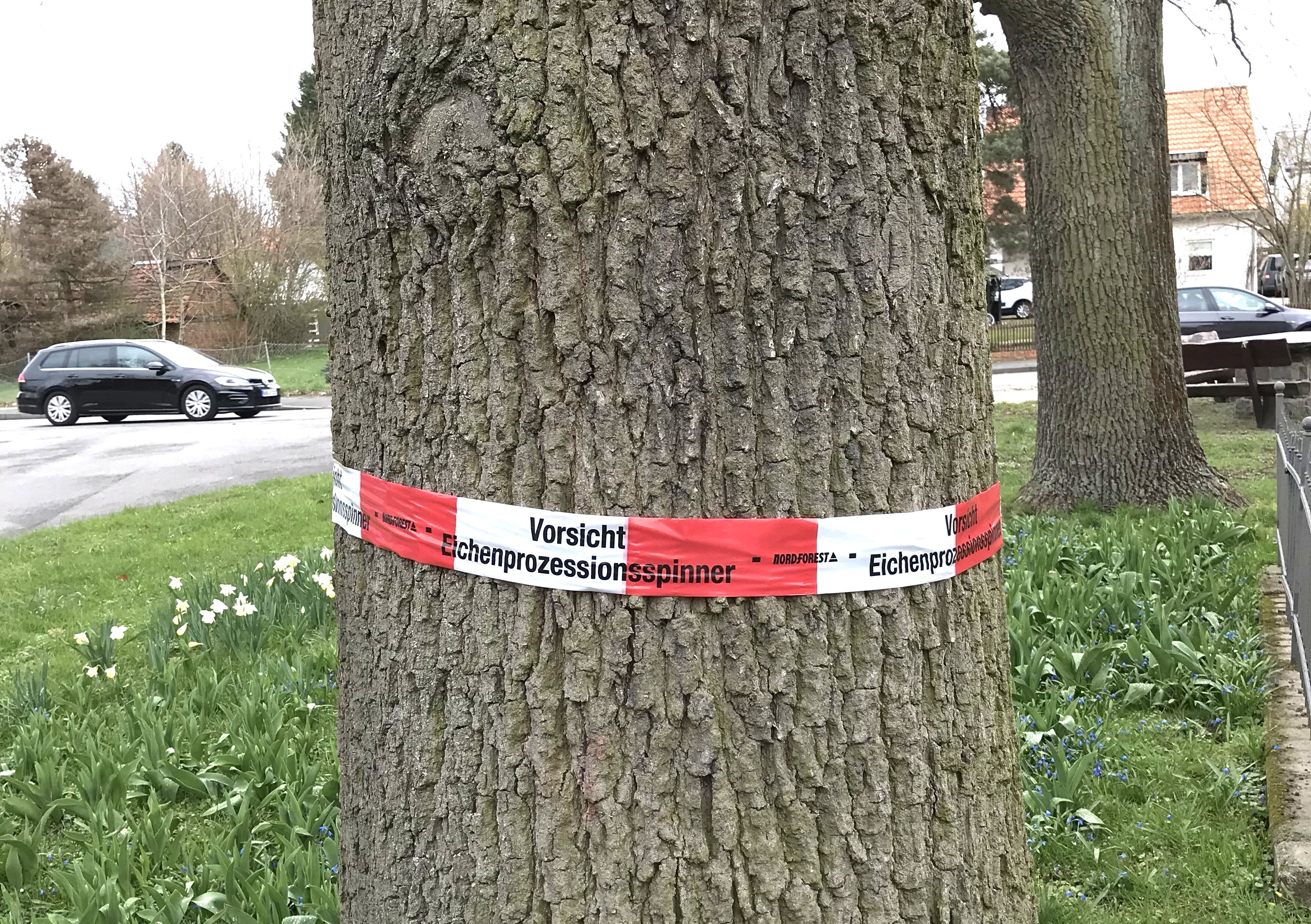 Zum Artikel über den Eichenprozessionsspinner