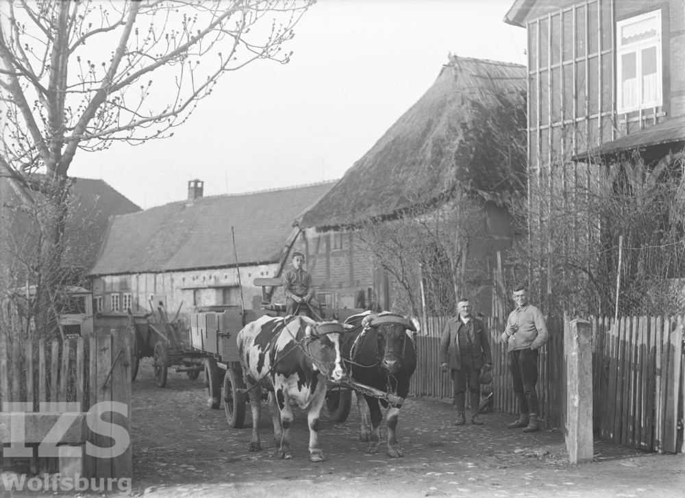 Ochsengespann in der Hofeinfahrt Cramm / Bertling, 1936-1940