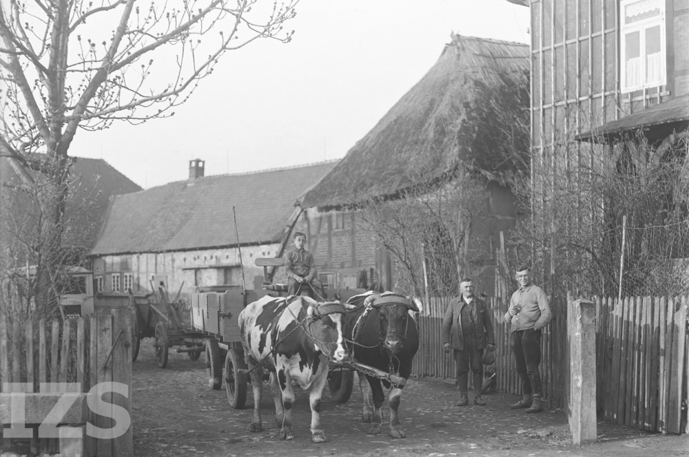 Ochsengespann in der Hofeinfahrt Cramm / Bertling, 1936-1940