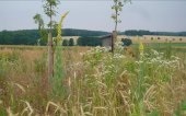 Eine Wiesenfläche