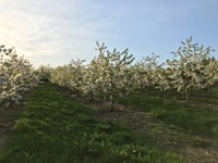 Obstplantage von Krügers Elm Gärtnerei