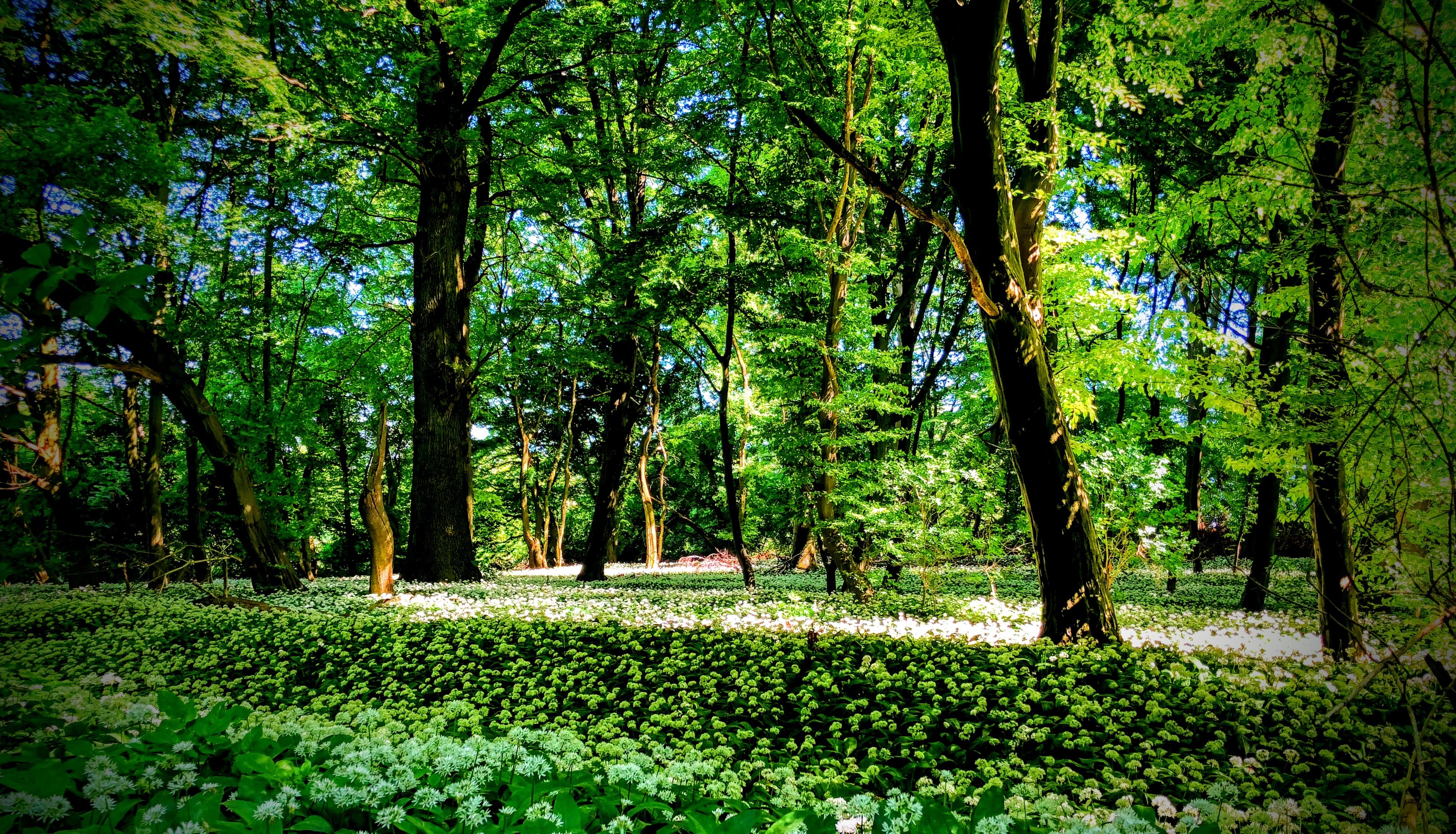 ᠎Pending Translation: Zum Artikel Waldputztag im Stadtwald