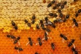 Eine Bienenwabe; Foto: gnubier / pixelio.de