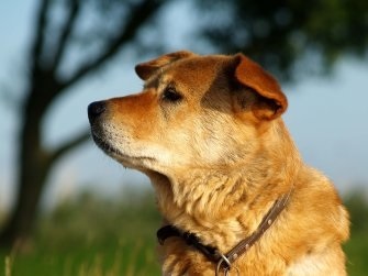 Ein Hund; Foto: Sokaeiko / pixelio.de