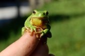 Ein Laubfrosch; Foto: by Sassi / pixelio.de