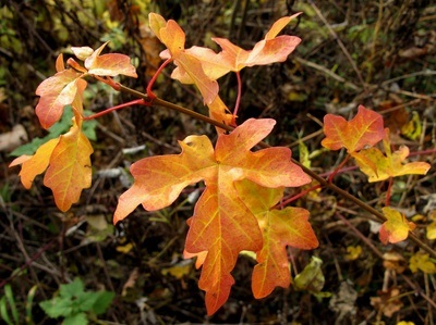 Herbstlaub