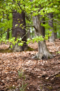 Ein Laubwald