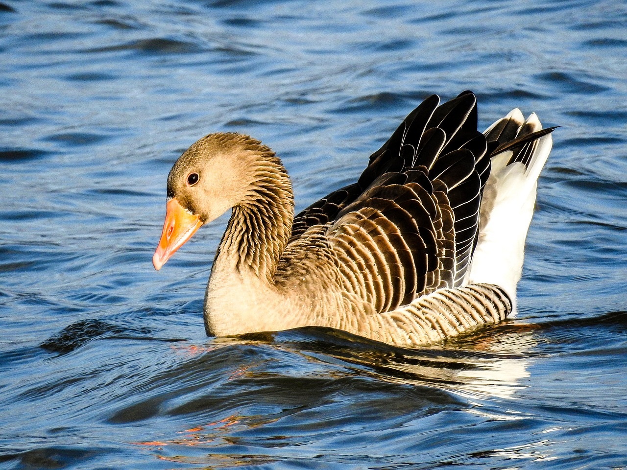 Eine Graugans; Foto: Kathy Buscher/Pixabay.com