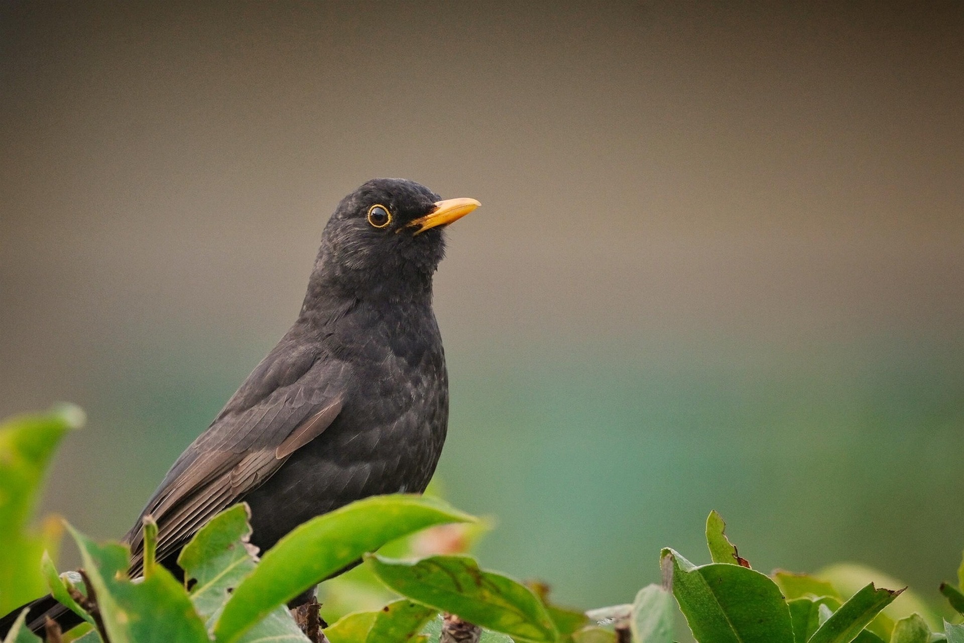  A blackbird on a hedge; photo: Matteo Baronti/pixabay.com