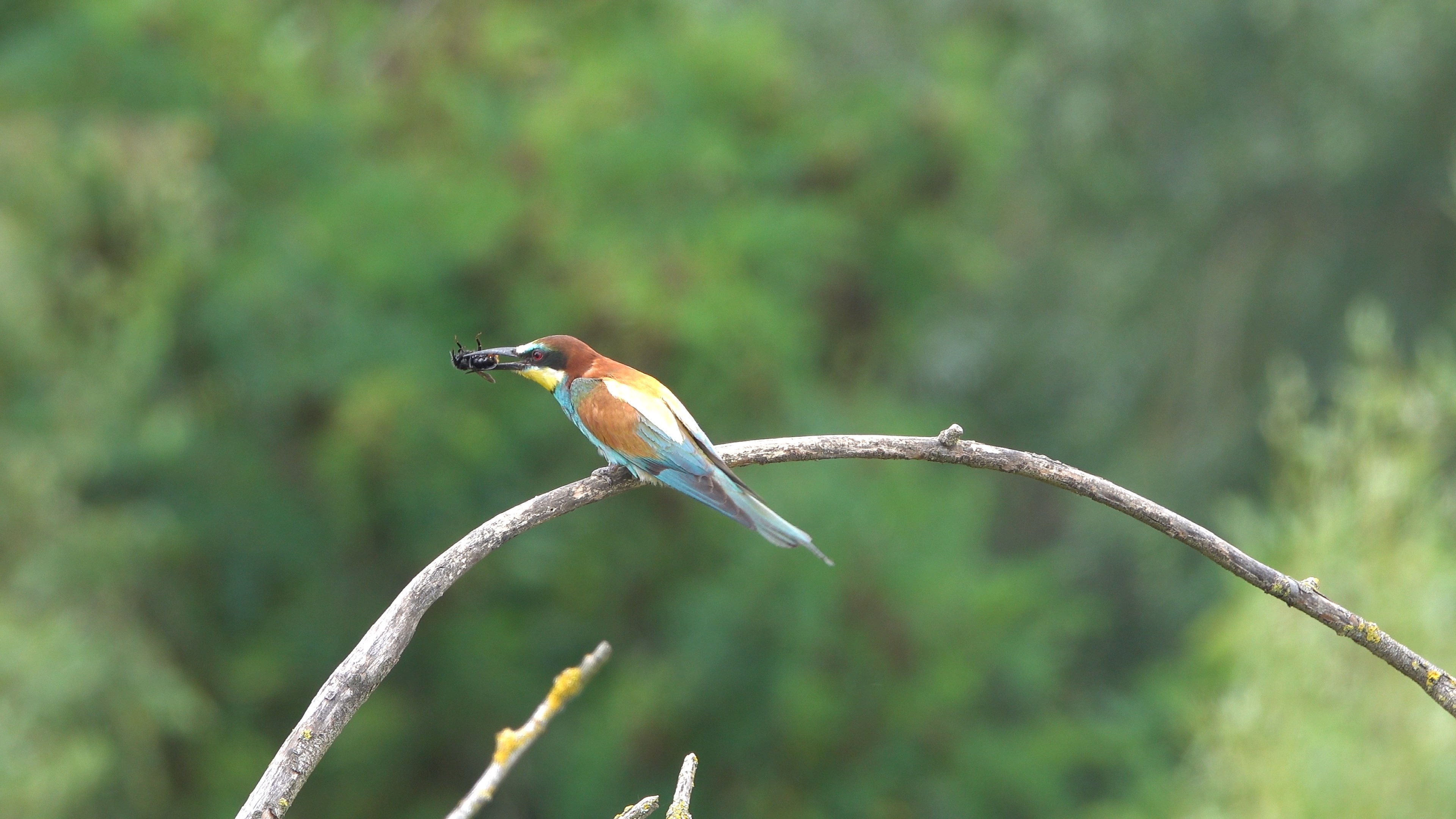 A bee-eater; Photo: H.-G. Pudack