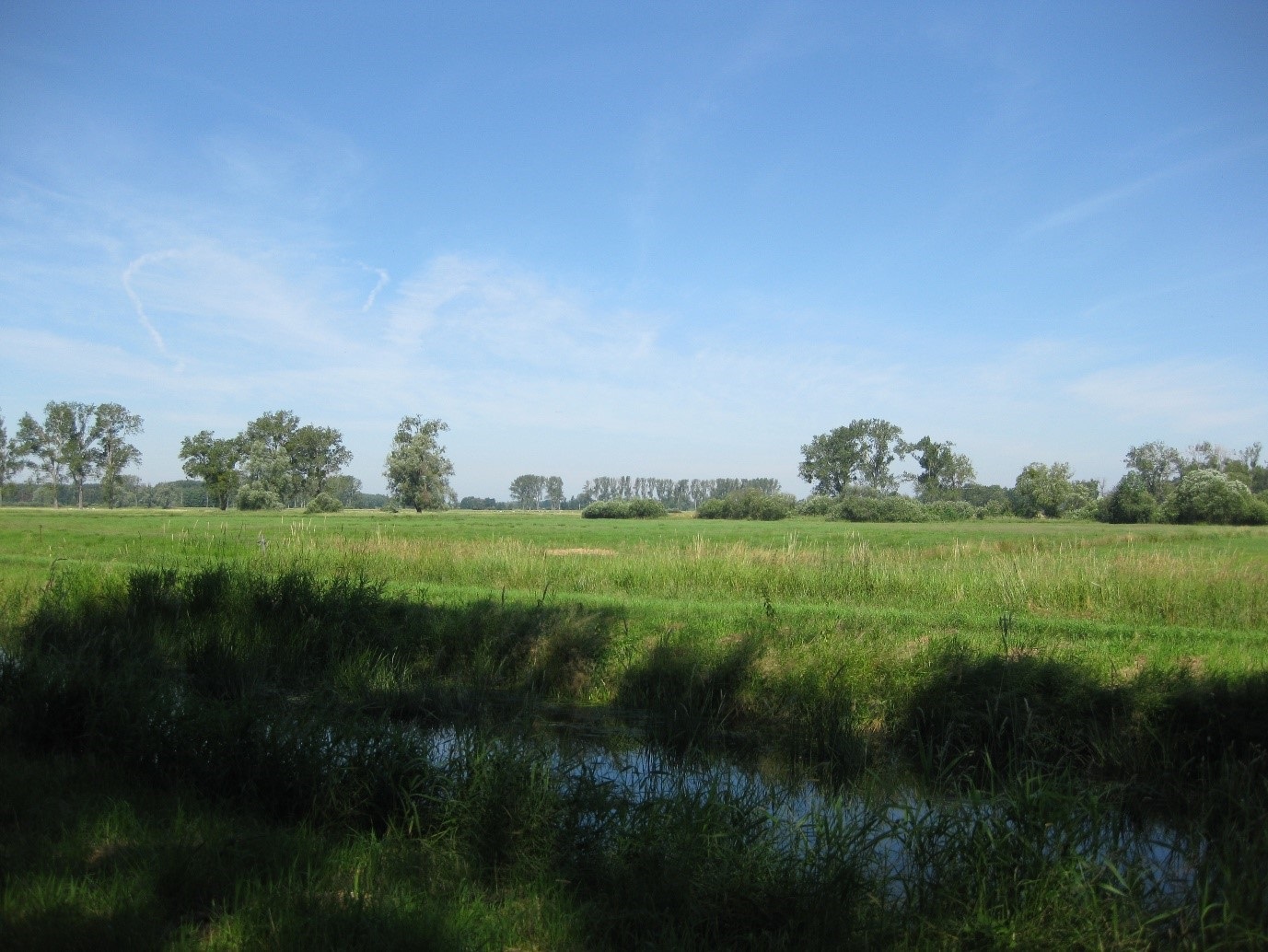The Drömling