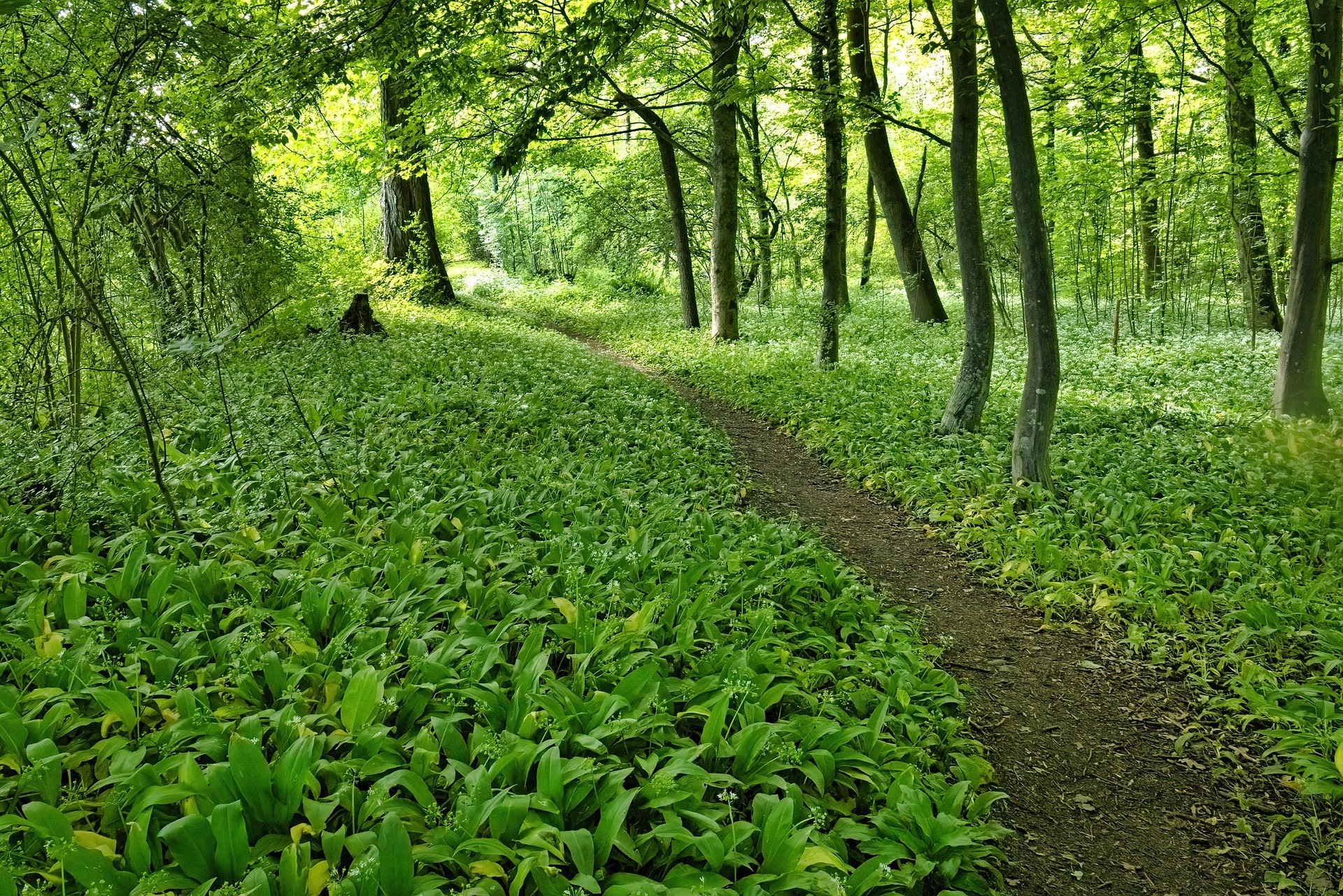 Bärlauch (Allium ursinum) im Wald; Foto: Joel naturepic/pixabay.com