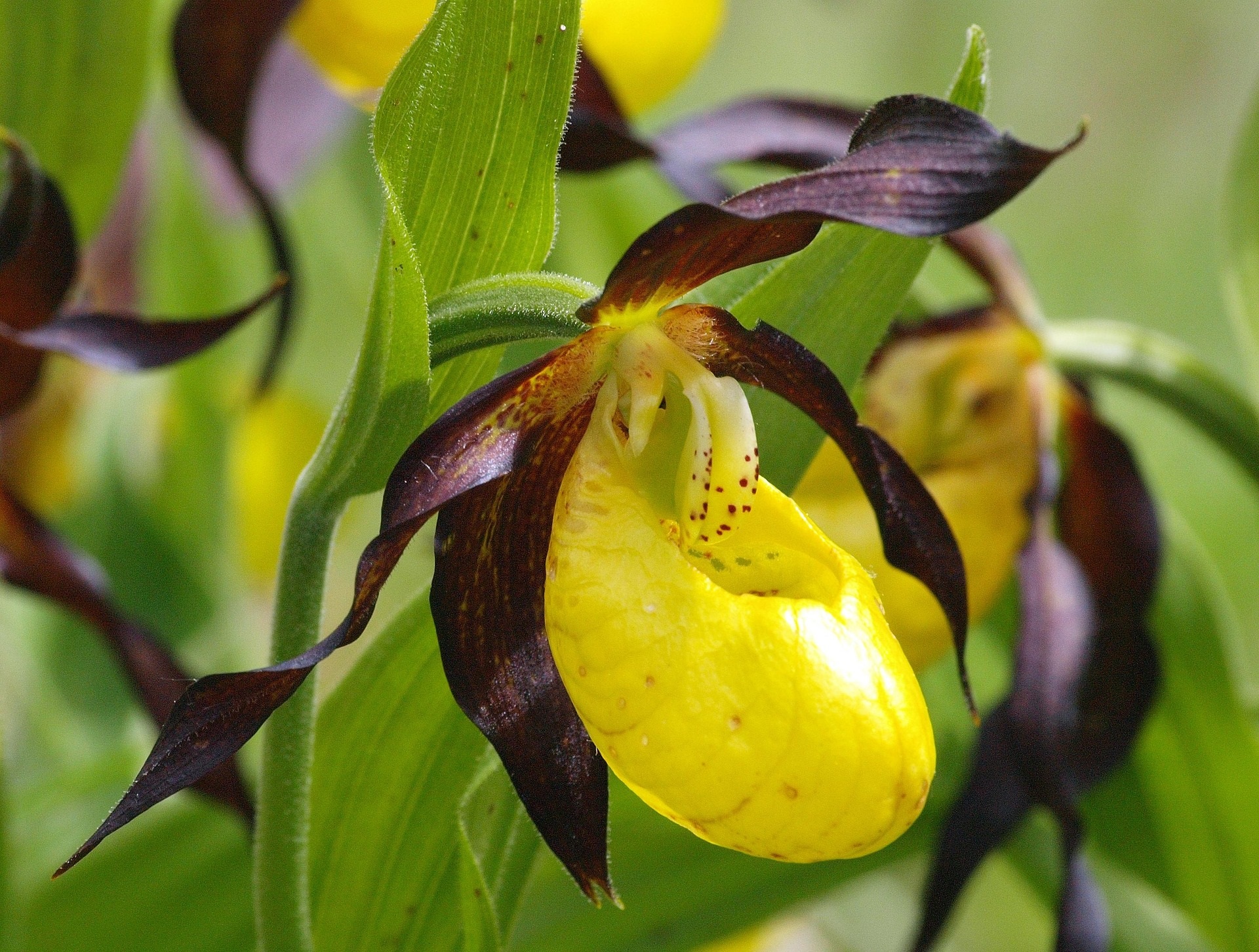  "Gelber Frauenschuh“; Foto: Willi Heidelbach /pixabay.com