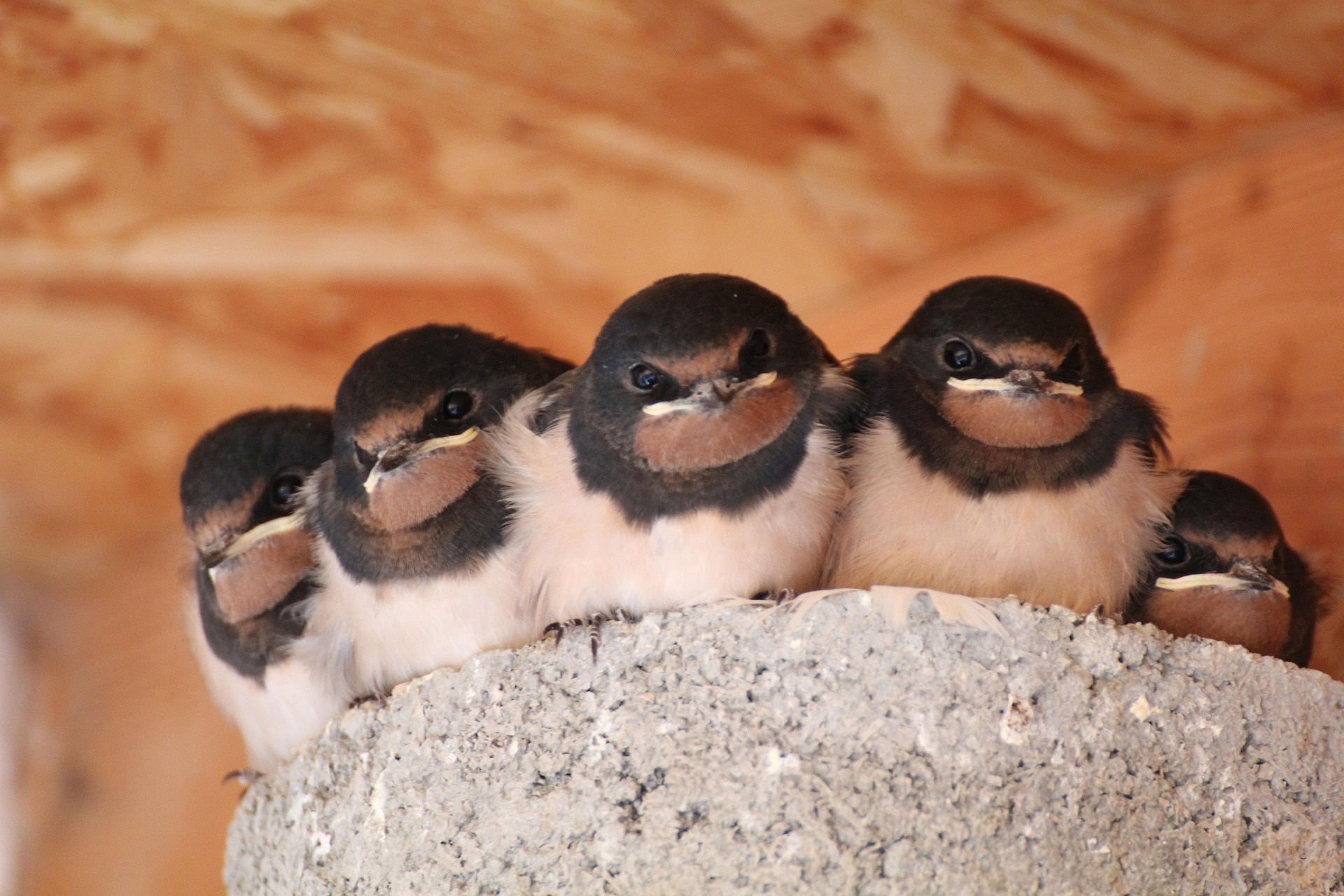 Rauchschwalben (Hirundo rustica) im Nest; Foto: Thomas Schindler/pixabay.com