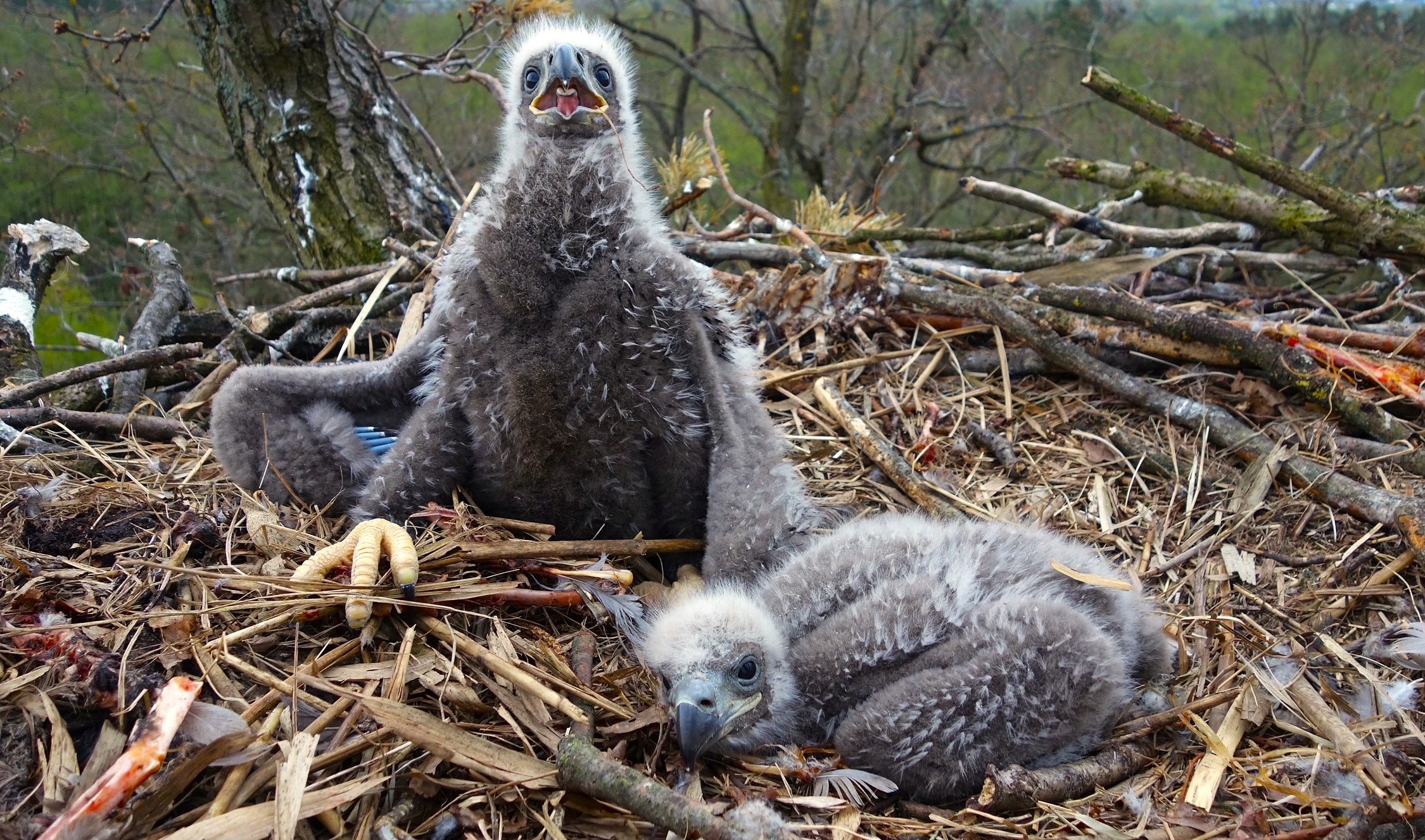 White-tailed eagle chicks in their eyrie; Photo: J. Schwarz