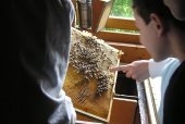 Kinder mit einer Bienenwabe