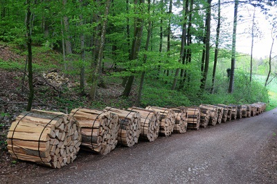 Stapel mit Holz auf einem Waldweg